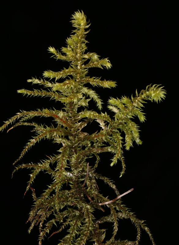 Rhytidiadelphus triquetrus